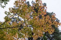 PK5 2516 : 3 Stars, High Quality, In Focus, RAW, Standen