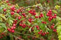 K20D2140 edited-1 : 3 Stars, RAW, Stour Valley River