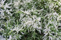 PK5 3477 : 3 Stars, RAW, Stresa