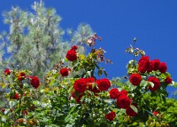 PK5 3481 : 3 Stars, RAW, Stresa