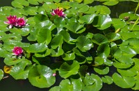 PK5 3493 : 3 Stars, RAW, Stresa