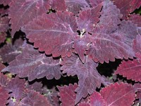 PK5 3582 : 3 Stars, RAW, Stresa