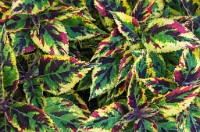 PK5 3587 : 4 Stars, RAW, Stresa