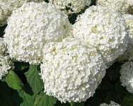 PK5 3620 : 3 Stars, RAW, Stresa