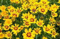 PK5 3656 : 3 Stars, RAW, Stresa