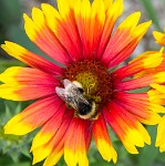 PK5 3658 : 3 Stars, RAW, Stresa