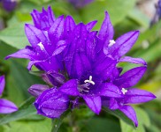 PK5 3659 : 3 Stars, RAW, Stresa