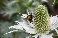 PK5 3662 : 3 Stars, RAW, Stresa