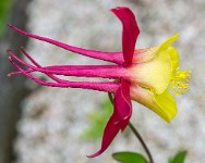 PK5 3668 : 3 Stars, RAW, Stresa