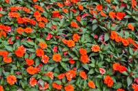 PK5 3911 : 3 Stars, RAW, Stresa