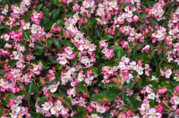 PK5 3916 : 4 Stars, RAW, Stresa