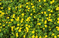 PK5 3928 : 2 Stars, RAW, Stresa