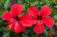 PK5 3932 : 3 Stars, RAW, Stresa