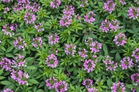 PK5 3942 : 3 Stars, RAW, Stresa