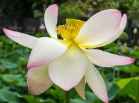 PK5 3949 : 4 Stars, RAW, Stresa