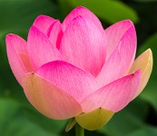 PK5 3950 : 4 Stars, RAW, Stresa