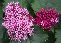 PK5 3957 : 4 Stars, RAW, Stresa