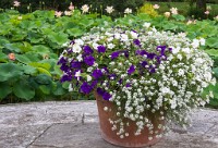 PK5 3958 : 3 Stars, RAW, Stresa