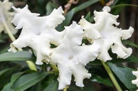 PK5 3981 : 3 Stars, RAW, Stresa