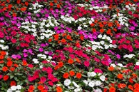 PK5 3990 : 3 Stars, RAW, Stresa