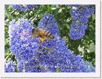 MVI_0186 * 640x480 HQ Movie Super Macro - Buzz Off 2 * 1 x 1 * (34.77MB)