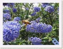 MVI_0188 * 640x480 HQ Movie Super Macro - Buzz Off 1 * 1 x 1 * (25.6MB)