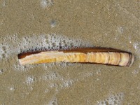 IMG 0063  Razor Shell