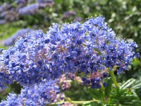 IMG 0112  Super Macro 1