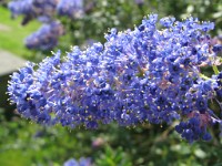 IMG 0113  Super Macro 2