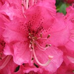 IMG 0143  Super Macro 3 : Stourhead 2007, 4 Stars, TX1 Samples, PX - Animals & Plants - June 2007, PX - CloseUp June01 2007