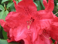 IMG 0144  Super Macro 4 : Stourhead 2007, 4 Stars, TX1 Samples, PXM - Animals & Plants - June 2007