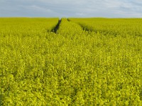 IMG 0174  Fields Of Gold 2