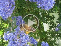 MVI 0186  640x480 HQ Movie Super Macro - Buzz Off 2