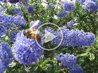 MVI 0188  640x480 HQ Movie Super Macro - Buzz Off 1