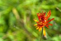 K20D0621 edited-1 : 4 Stars, RAW