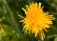 K20D0695 edited-1 : 4 Stars, RAW, Selva 2009, ACR-JPG