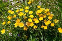 K20D0696 edited-1 : 3 Stars, RAW, Selva 2009