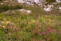 K20D0698 edited-1 : 3 Stars, RAW, Selva 2009