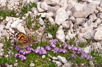 K20D0716 edited-1 : 3 Stars, RAW, Selva 2009