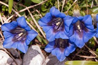 K20D0740 edited-1 : 3 Stars, RAW, Selva 2009