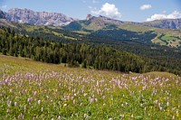 K20D0763 edited-1 : 3 Stars, RAW, Selva 2009