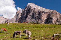 K20D0782 edited-1 : 3 Stars, RAW, Selva 2009