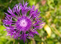 K20D0868 edited-1 : 3 Stars, RAW, Selva 2009