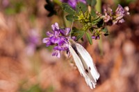 K20D0970 edited-1 : 3 Stars, RAW, Selva 2009