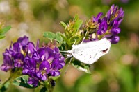 K20D0975 edited-1 : 3 Stars, RAW, Selva 2009