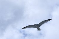 DSC7569 : 3 Stars, Norway, Vikafjell-Flam Railway-Nærøyfjord, RAW