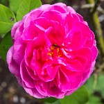 PK5 4157 : 4 Stars, RAW, Wadesdon