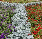 PK5 4164 : 3 Stars, RAW, Wadesdon