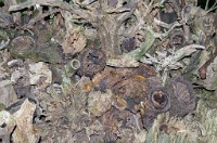 PK5 4174 : 3 Stars, RAW, Wadesdon