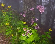 IGP1977 edited-1 : 3 Stars, RAW, Weggis